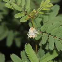 Desmanthus virgatus (L.) Willd.
